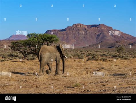 Mali wildlife hi-res stock photography and images - Alamy