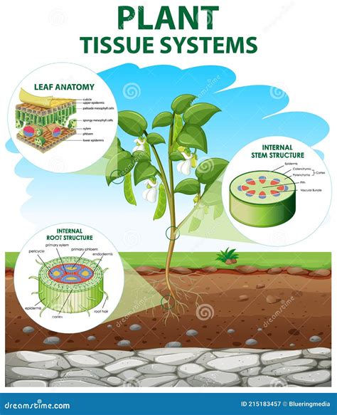 Plant Tissue Types Vector Illustration. Labeled Educational Structure ...