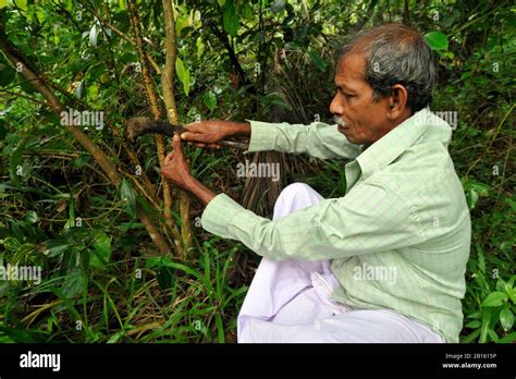 Sri Lanka, Uva province, Dombagahawela, Madara, farmer harvesting cinnamon Stock Photo - Alamy