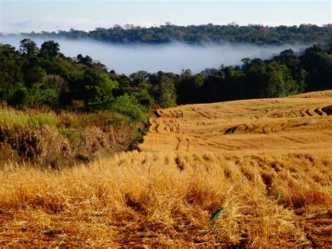 Atlantic Forest reserves [IMAGE] | EurekAlert! Science News Releases