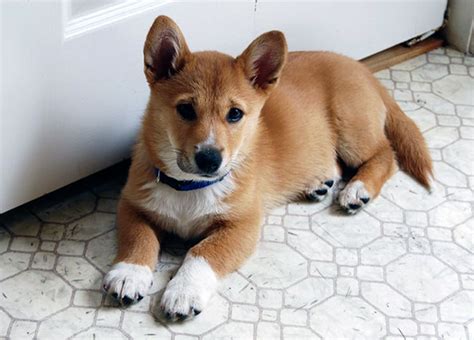 40 Times Corgis Mixed With Other Breeds, And The Result Was Absolutely Pawsome | Bored Panda