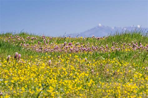 The 7 best places to find wildflowers in California this spring