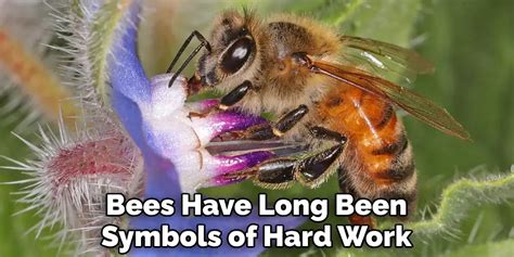 Honeybee Spiritual Meaning, Symbolism and Totem | Detailed Guide