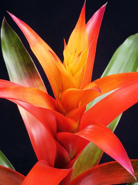 How to get a bromeliad to flower - Leavesnbloom Gardening & Photography