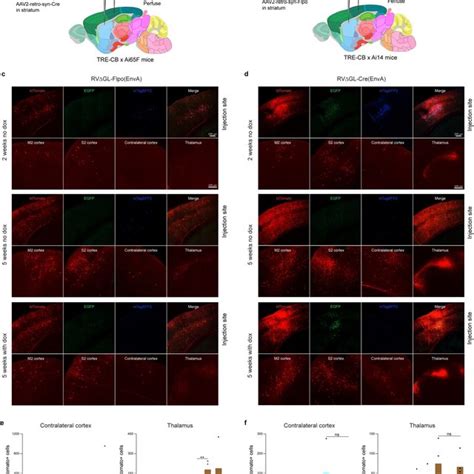 Longitudinal functional two-photon imaging: labeled neurons' visual... | Download Scientific Diagram