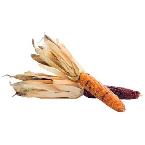 Ornamental Corn, 1 ct - Ralphs