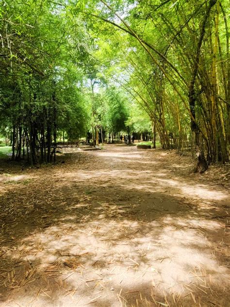 Bamboo Forest in Kaveri Nisargadhama Coorg, Karnataka Stock Photo - Image of cloud, dark: 196180786