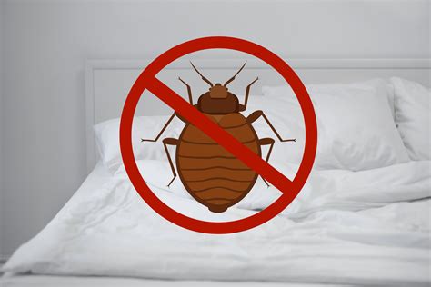 Early Signs of Bed Bug Infestation - Heat RX