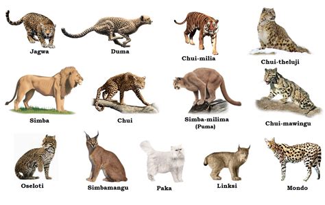 Swahili Land: Familia ya Paka (Felidae)