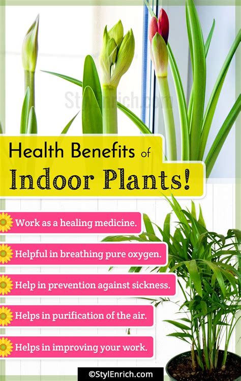 Best Indoor Plants : Get Natural Air Purifiers in Your House!