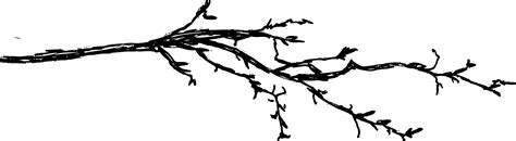 Tree Branch Pencil Drawing
