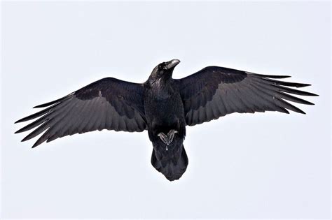 Raven in flight, shot from below. Love how the details of the wings showing. | Raven bird, Raven ...