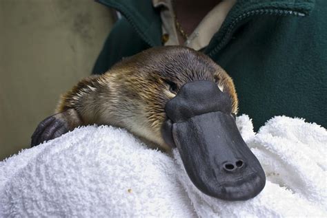 A Zookeeper Cradles A Platypus As Part by Jason Edwards | Platypus ...