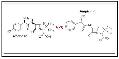 Differences & Similarities between Amoxicillin & Ampicillin | Anzen Exports