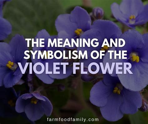 Blue Violet Flower Meaning | Best Flower Site