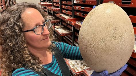 Leeds: Visitors to get glimpse of one of world's biggest eggs - BBC News