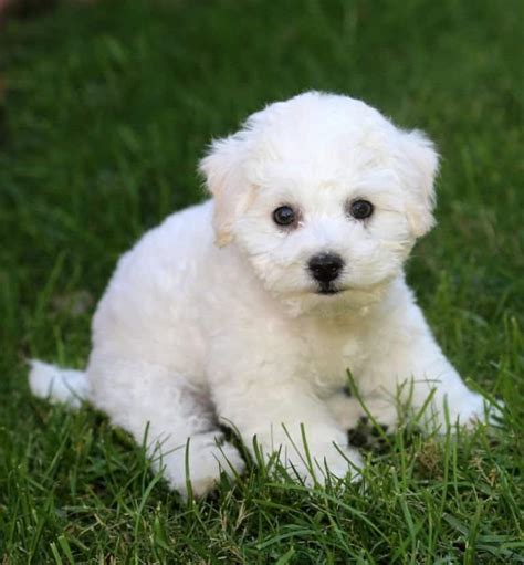 Bichon Frise Dog Breed Complete Guide - Wiki Point