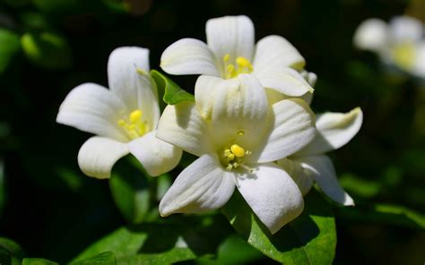 PixLith - Jasmine Flower Hd Images