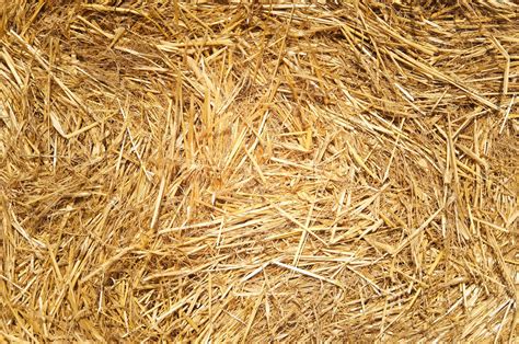 Free photo: Dry grass - Closeup, Dry, Grass - Free Download - Jooinn