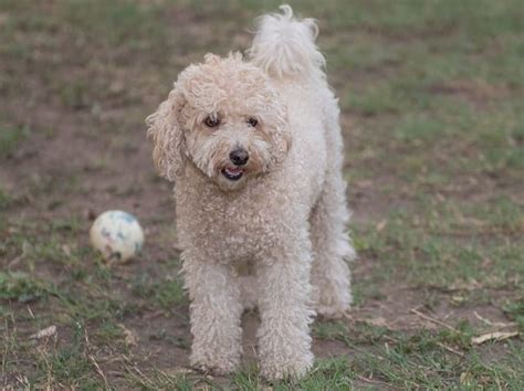 100 Smartest Dog Breeds - The Guide to Dog Intelligence