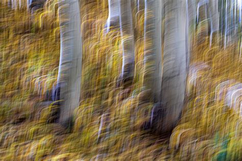 Quaking Aspen Autumn Color_2020 on Behance