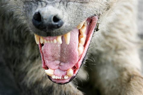 Best Hyena Teeth Stock Photos, Pictures & Royalty-Free Images - iStock