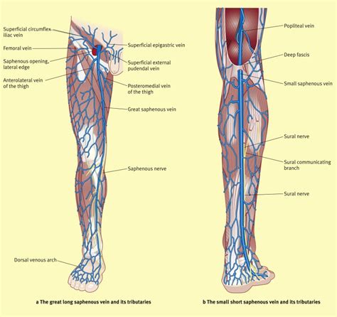 Surgical anatomy of the saphenous veins - Surgery - Oxford International Edition