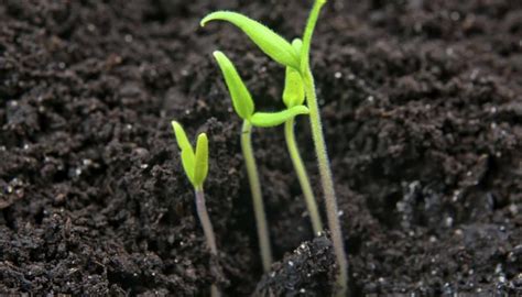 How to Germinate Your Tomato Seeds | Garden Guides