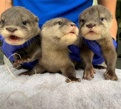 Otter - ZooBorns