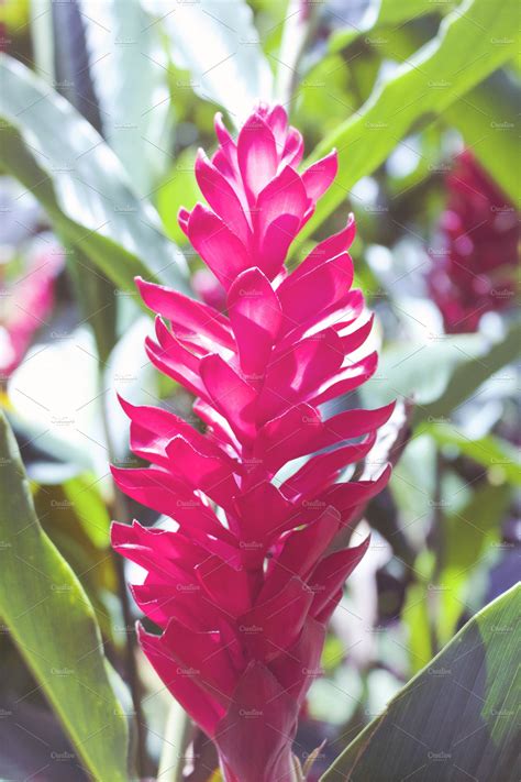 Red Ginger Flower | High-Quality Nature Stock Photos ~ Creative Market