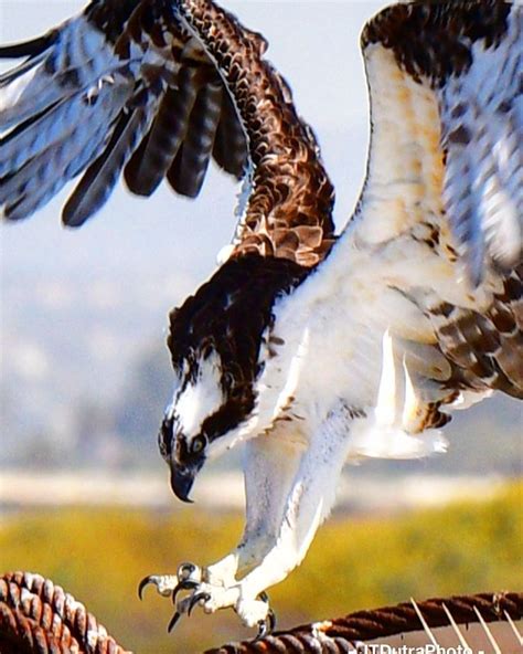 Seahawk coming in for landing. #seahawk #bird #birdsofprey #birds #birdsofinstagram #birder # ...