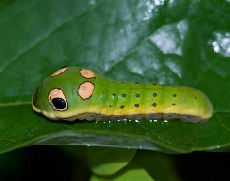 Nature Reporters: Cute and creepy caterpillars