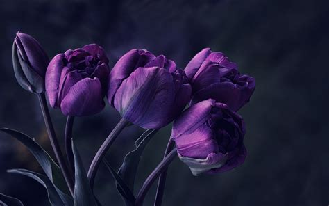 Free download night dark tulips purple petals photo beautiful wallpaper [1680x1050] for your ...