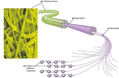 AS Biology: The basic structure and functions of starch, glycogen and ...