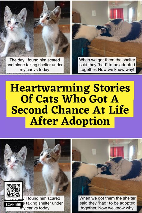 Heartwarming stories of cats who got a second chance at life after ...