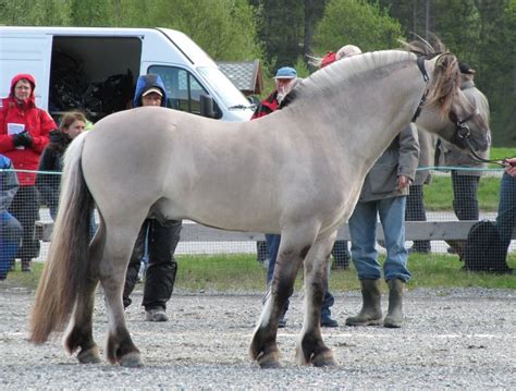 The Norwegian Fjord Horse Registry