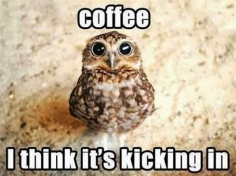 25 of the Cutest Owl Memes to Brighten Your Day | Let's Eat Cake