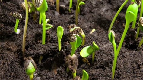 Timelapse Stock Footage Video - Plant Germination and Growth of ...