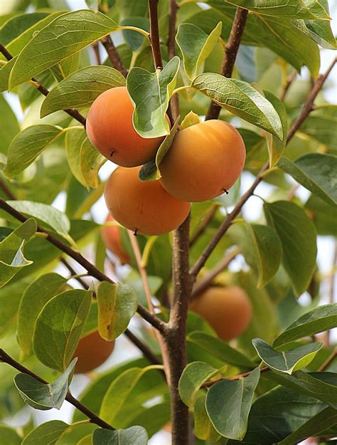 Persimmon Trees Buying & Growing Guide | Trees.com