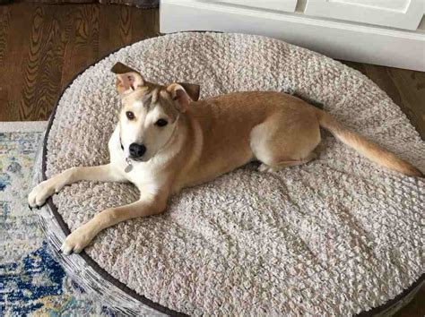 Siberian Husky Mix Dog For Private Adoption By Owner - Calgary AB