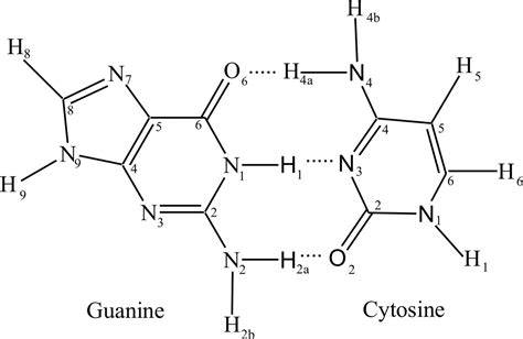 Guanine Cytosine Base Pair