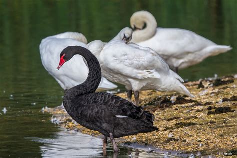 PhotoReflections - North Cave Wetlands