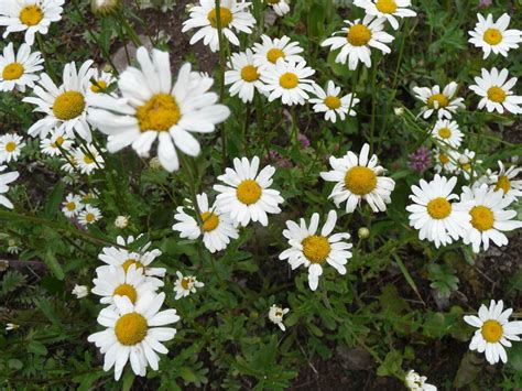 Ox-eye daisy, Simple Beauty with Edible Leaves and Flowers - Eat The Planet