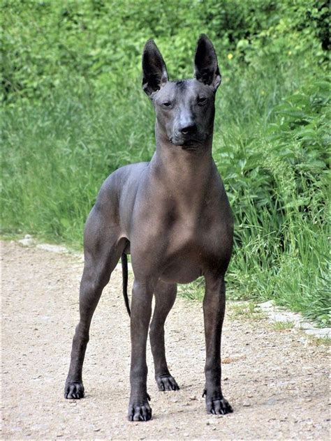 Ring rider Dastan El Emperador Breed ️ #XOLOITZCUINTLE Breeder:Ines Rider Country of birth ...