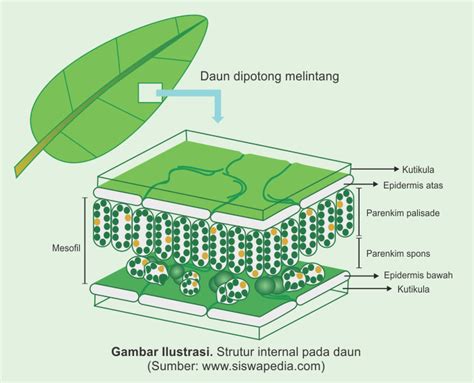 Bagian Bagian Daun Beserta Fungsinya