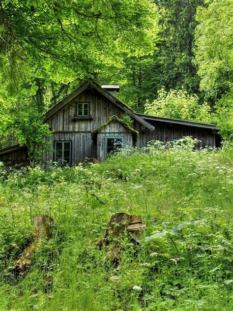 Old House in the Woods