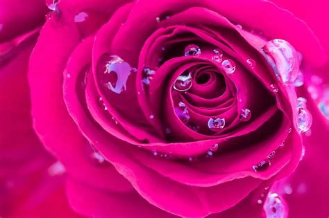 flowers, Rose, Water, Drops Wallpapers HD / Desktop and Mobile Backgrounds