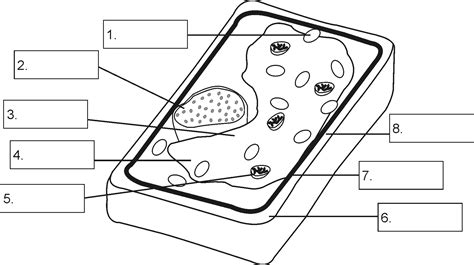 Plant Cell Cycle Diagram