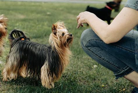 Silky terrier: Dog breed characteristics & care