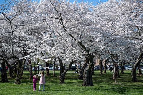 Peak bloom dates for DC’s famed cherry blossoms announced - WTOP News